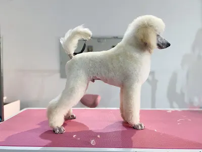 Psystrzyżone Salon Pielęgnacji dla psów